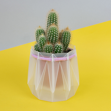 Cactus in a pot