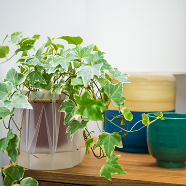 Set up POTR pot with a plant