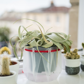 Pot with red rope and plant