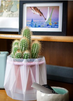 Pot with pink rope and cactus