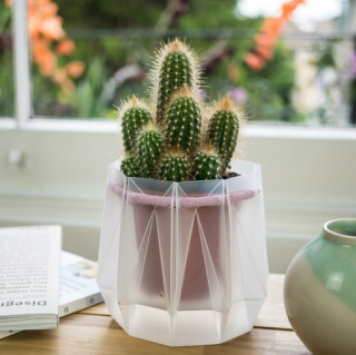 Pot with cactus